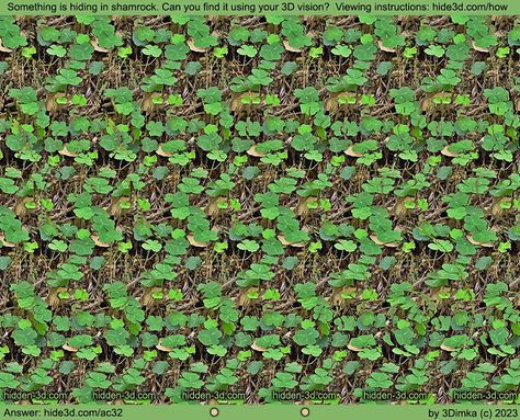 Hiding in shamrock : Stereogram Images, Games, Video and Software. All Free! 3d Hidden Pictures, Hidden 3d Images, 3d Stereograms, Magic Eye Pictures, Illusion Pictures, Eye Images, Cross Eyed, Anniversary Books, 3d Pictures