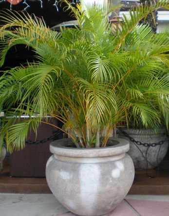 Plants Around Pool, Butterfly Palm, Tall Potted Plants, Madagascar Palm, Golden Feather, Potted Palms, Florida Landscaping, Florida Plants, Pottery Pots