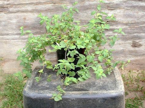 Rooting Lantana Cuttings Trailing Lantana, Lantana Flower, Lantana Plant, Attracting Butterflies, Backyard Plants, Living In Colorado, Dappled Light, Trailing Plants, Banana Tree