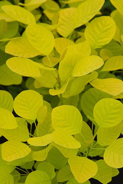 Buy smoke bush Cotinus coggygria 'Golden Spirit ('Ancot') (PBR)': Delivery by Waitrose Garden in association with Crocus Small Residence, Cotinus Coggygria, Autumn Story, Balcony Planters, Perennial Bulbs, Daffodil Bulbs, Garden Compost, Perennial Shrubs, Planting Shrubs