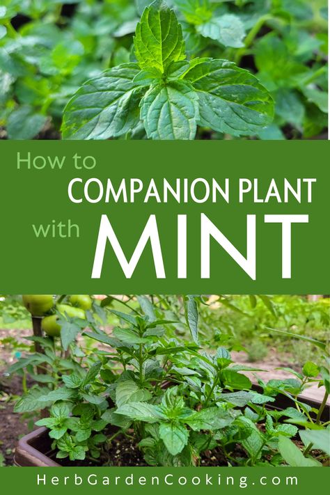 Discover best and worst plants for mint companion planting. Create a thriving ecosystem with these pairings while preventing mint from overtaking your garden. Mint Hanging Basket, Mint Companion Plants, Mint Companion Planting, Oregano Garden, Chocolate Mint Plant, Herb Companion Planting, Peppermint Herb, Grow Mint, Companion Planting Guide