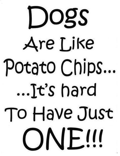 Inspirerende Ord, Dog Rules, Memes Humor, Dog Signs, Crazy Dog, Dogs Of The World, Animal Quotes, Potato Chips, Dog Quotes