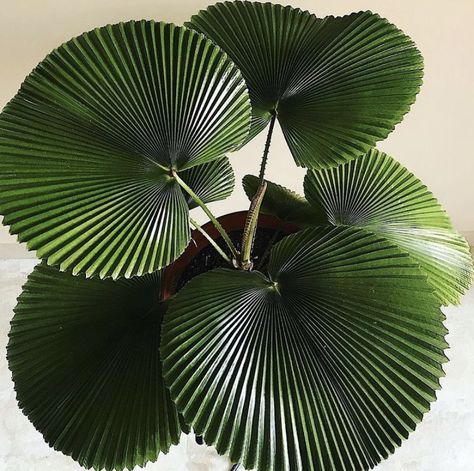 Licuala Cordata, Licuala Grandis, Fan Palm Leaves, Pet Friendly House Plants, Houseplants Safe For Cats, Calathea Orbifolia, Sago Palm, Cat Plants, Fan Palm