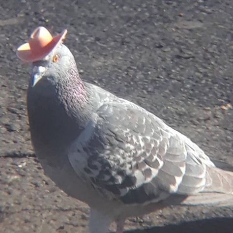 Harry Potter Fashion, Pigeon Forge Tennessee, Pigeon Pose, Pigeon Forge, Pigeon, Cowboy Hats, Tennessee, Las Vegas, Cowboy