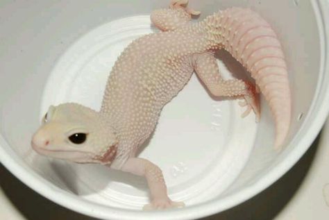 Albino Leopard gecko<<<Not sure if it's albino, since it's eyes aren't red, but cute! Albino Gecko, Albino Leopard Gecko, Leopard Gecko Morphs, Leopard Gecko Care, Albino Animals, Crested Gecko, Reptile Snakes, Leopard Gecko, Bearded Dragon