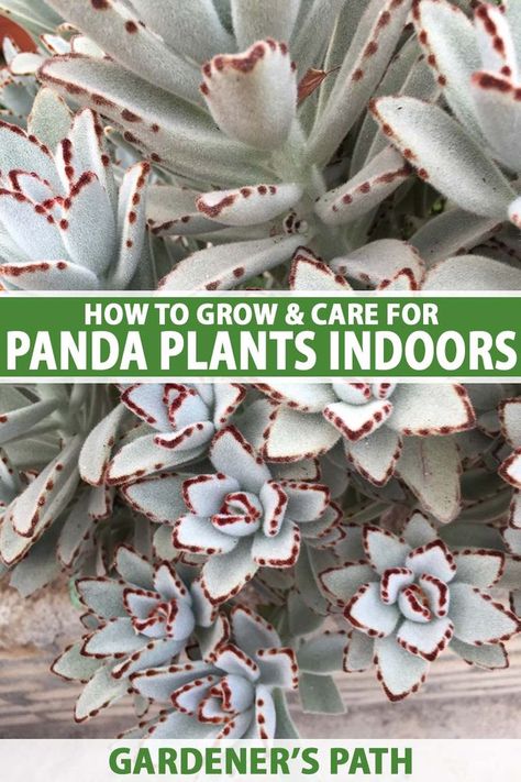 Florida Plants Landscaping, Panda Plant, Succulent Garden Landscape, Types Of Houseplants, Green Backyard, Succulent Species, Florida Plants, Household Plants, Succulent Garden Diy