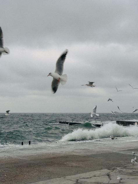 seagulls, sea, winter sea, black sea, odessa Seagulls Beach Aesthetic, Black Beach Aesthetic, Seagulls Aesthetic, Black Sea Aesthetic, Seagull Aesthetic, Winter Beach Aesthetic, Seagull Photography, Odessa Sea, Sea Icons