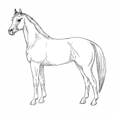 Paint by Number Horses Horse Sketch Art, Horse Lineart, Paint By Number Printable, Horse Drawing Tutorial, Horse Pencil Drawing, Horse Template, Horse Outline, Horse Art Drawing, Pencil Drawings Of Animals