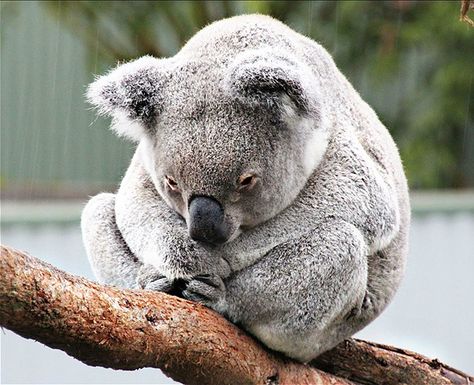 Killer Epidemic Is Invading Koala DNA Koala Aesthetic, Koala Meme, Baby Zoo, Funny Koala, Cutee Animals, Zoo Babies, Baby Koala, Baby Animals Pictures, Koala Baby