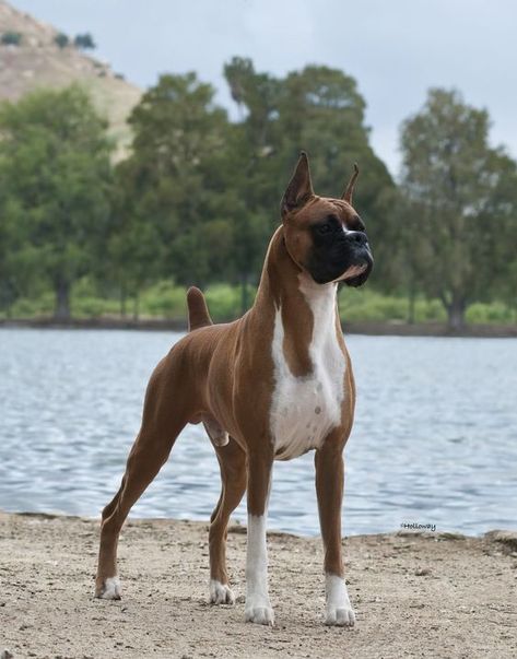 If you’re looking for the best name for a big dog, you have come to the right place. Bulldog Boxer, Boxer Breed, Dog Bread, American Dog, Cesar Millan, Boxer (dog), Boxer Puppy, Boxer Puppies, Sweet Dogs