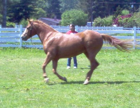 Fat Loss Plan, Horse Care Tips, My Schedule, Horse Health, Healthy Routine, Burn Fat Faster, Horse Care, Reduce Weight, The Horse