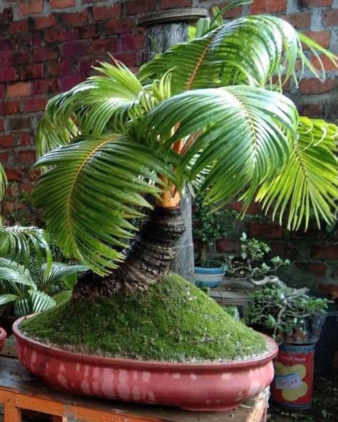 Coconut Bonsai, Bonsai Kelapa, Coconut Plant, How To Grow Bonsai, Bonsai Collection, Garden Bonsai Tree, Picea Abies, Bonsai Tree Care, Bonsai Techniques