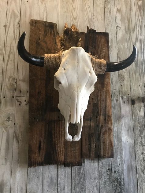 Angus Cow, Cow Skull Decor, Bison Skull, Western Crafts, Trophy Rooms, Animal Skull, Vulture Culture, Skull Painting, Skull Decor