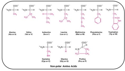 B for Biology: Biomolecules of Cell - Proteins (Amino Acids) Medical School, Amino Acids, Biology, Medical