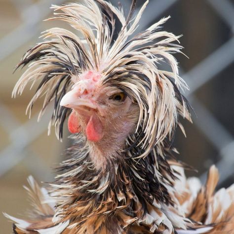 15 Breeds of Chicken with Crazy Hair | Farmhouse Guide Araucana Chickens, Frizzle Chickens, Easter Egger Chicken, Fluffy Chicken, Polish Chicken, Family Portrait Drawing, Easter Eggers, Types Of Chickens, Bad Haircut