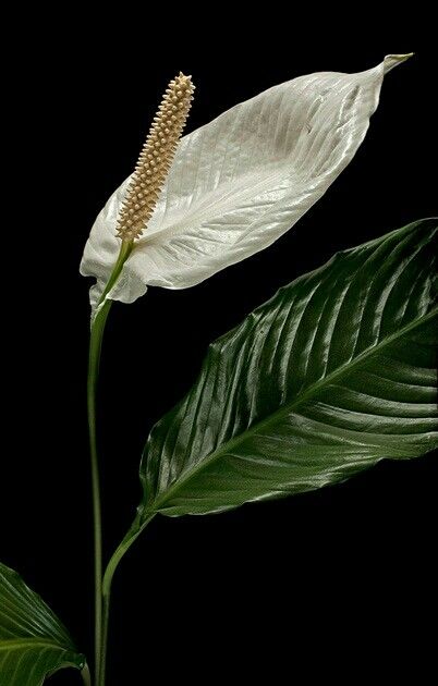 Spathiphyllum wallisii - peace lily Peace Lily Painting, Peace Lily Aesthetic, Peace Lily Illustration, White Lily Wallpaper, Lily Flower Aesthetic Vintage, Lily Flowers Aesthetics, Spathiphyllum Wallisii, White Lily Flower Aesthetic, Flowers Reference