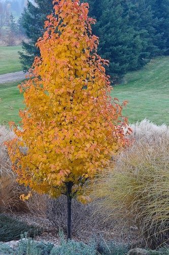 Chanticleer pear tree: I took this picture from my kitchen window One of the last trees to color up is our ornamental pear tree, Pyrus c... Ornamental Trees Landscaping, Ornamental Pear Tree, Flowering Pear Tree, Small Trees For Garden, Trees For Front Yard, Small Yard Landscaping, Columnar Trees, Dogwood Trees, Smart Garden