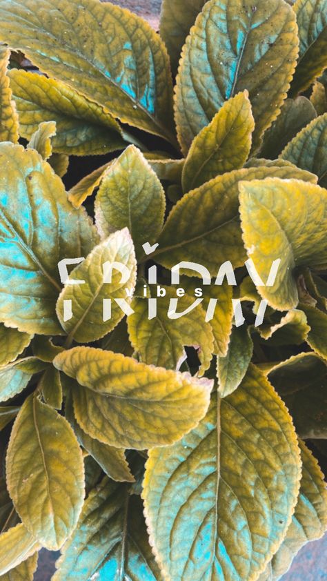 Friday Vibes Aesthetic, Friday Mood Aesthetic, Aesthetic Green Plants, Friday Aesthetic, Mood Vibes, Friday Mood, Aesthetic Green, Photography Inspo, Green Plants