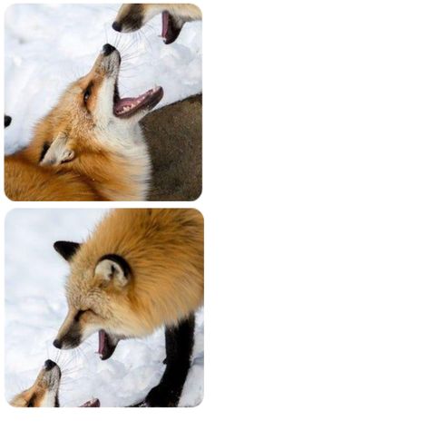 Wolf And Fox Matching Pfp, Fox Matching Pfp, Fox Pfp, Matching Pfp 3, Matching Profile, Matching Wallpaper, Pretty Animals, Profile Pics, Matching Profile Pictures