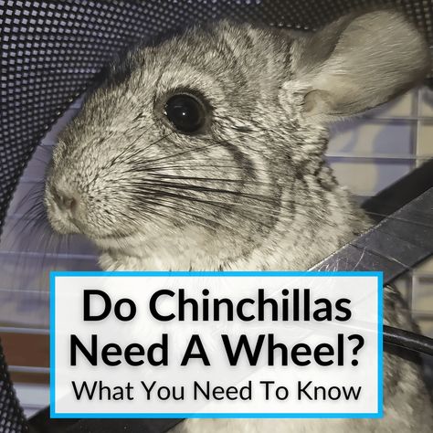 Chinchillas are easy pets that do not need a ton of equipment. But they do need some things. Do chinchillas need a wheel or is that just something you could... Diy Chinchilla Wheel, Diy Chinchilla Toys, Chinchilla Care, Chinchilla Toys, Chinchilla Cage, Chinchilla Food, Easy Pets, Exercise Wheel, Bad Photos