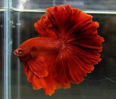 Red Rosetail Betta, Male Tail Types, Betta Fish Types, Betta Tank, Beta Fish, Halfmoon Betta, Pet Fish, Exotic Fish, Fish Tail, Beautiful Fish