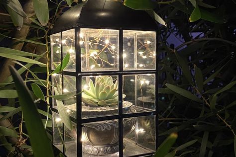 Succulents In Lanterns, Succulent Lantern, Dinosaur Lantern, Tabletop Terrarium, Succulent Candle, Succulent Arrangements Candle, Candle Plant, Lantern Ideas, Garden Nursery