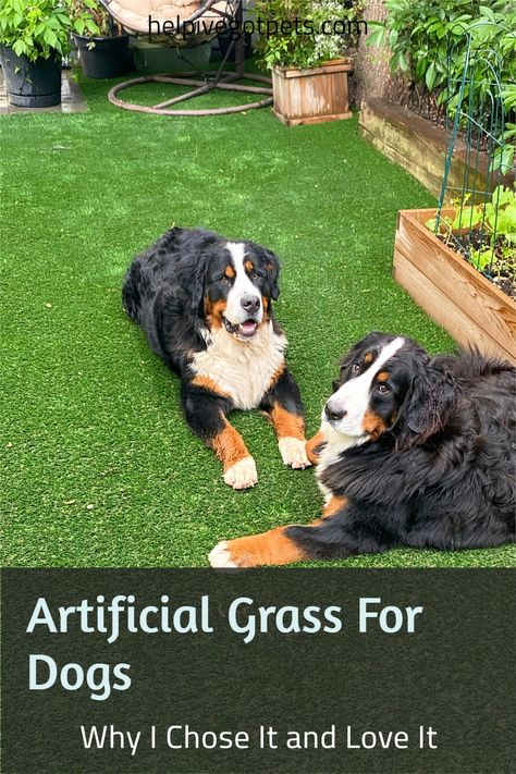 Small Turf Backyard Ideas, Synthetic Grass Backyard, Backyard Grass Alternative, Artificial Turf For Dogs, Turf For Dogs, Fake Grass Backyard, Pet Friendly Backyard, Fake Grass For Dogs, Dog Turf