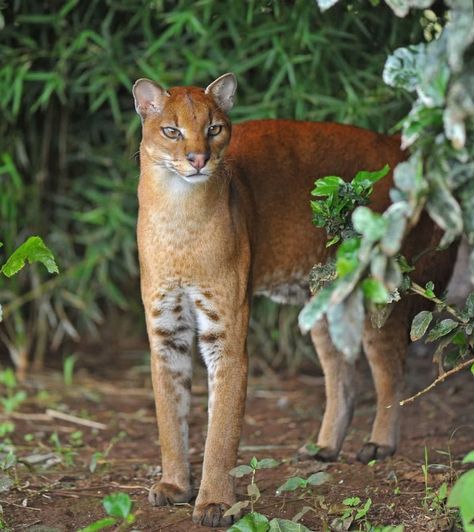 Wild Cat Species, Caracal Cat, Golden Cat, Small Wild Cats, Cat Species, Exotic Cats, Pretty Animals, African Wildlife, Silly Animals