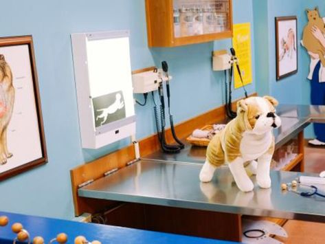 Kids Vet Clinic, Kids Museum, Exhibit Ideas, Pet Hospital, Vet Clinic, Pet Clinic, Vet Clinics, Childrens Museum, Animal Hospital