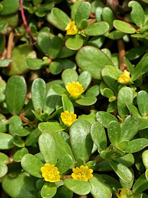 Portulaca oleracea (Common Purslane, Little Hogweed, Moss Rose) → Plant characteristics and more photos at: http://www.worldofsucculents.com/?p=4536 Purslane Plant, Portulaca Oleracea, Ground Cover Plants, Herb Seeds, Seed Starting, Medicinal Herbs, Companion Planting, Landscaping Plants, Ground Cover