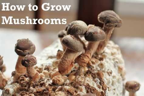 How to Grow Shiitake Mushrooms at Home Mushroom Types, Growing Shiitake Mushrooms, Edible Fungi, Mushroom Spores, Mushroom Kits, Mushroom Grow Kit, How To Cook Mushrooms, Morel Mushroom, Edible Mushrooms