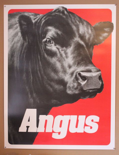 Angus Poster Aberdeen Angus, Beef Cow, Western Posters, Bull Art, Show Cattle, Beef Cattle, Cattle Farming, Cow Head, Cow Calf