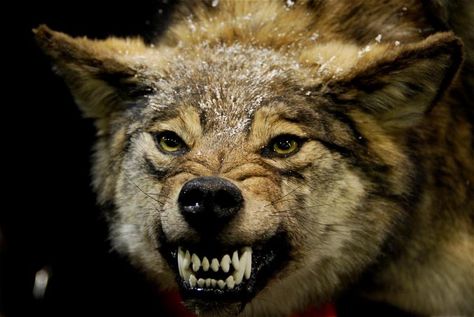 Bared teeth | Animals photo. Grrr Teeth Reference, Wolf Howl, Angry Wolf, Wolf World, Model Tattoo, Wolf Teeth, Arctic Wolf, Wolf Quotes, Wolf Love