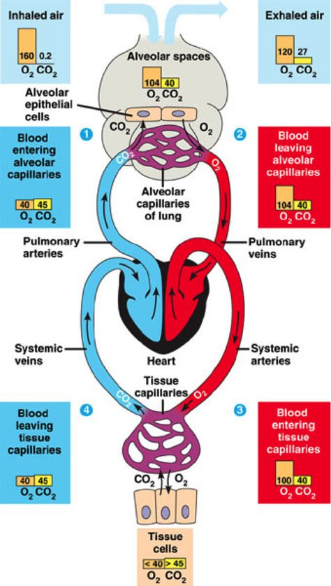 Gas exchange Respiration And Circulation Notes, Biology Heart, Heart Biology, Student Template, Gas Exchange, Nursing School Prerequisites, Nurse Anesthetist, Nursing Student Tips, Cardiac Nursing