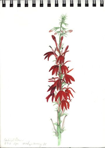 cardinal-flower, Flower Sketchbook Journal, How to Draw Flowers, Botanical Sketching, Botany Drawing Sketchbook by Nature Artist Karen Johnson #butterfly #sketching #wonderweirdedwildlife Cardinal On Flower Tattoo, Cardinal Flower Drawing, Lilac And Cardinal Tattoo, Red Spider Lily Sketch, Flower Sketchbook, Botanical Sketching, Carnation Flower Botanical Illustration, How To Draw Flowers, Karen Johnson