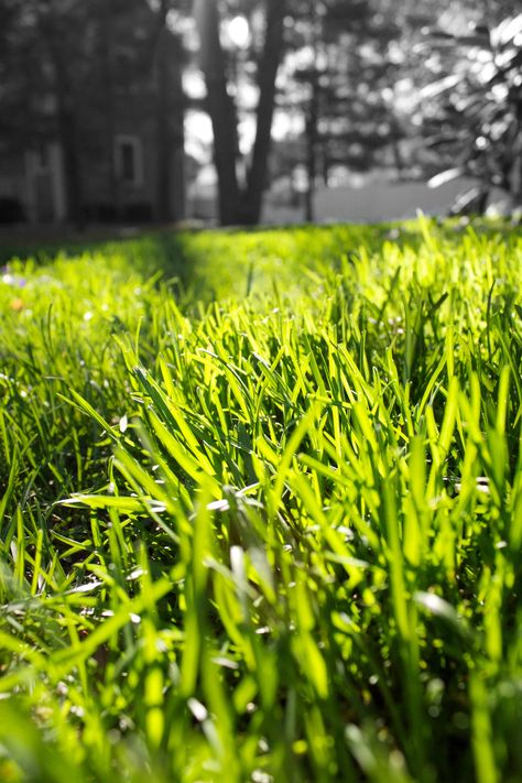 The smell of fresh cut grass! Fresh Cut Grass, Flower Scent, Concrete Driveways, Fresh Cut Flowers, Wood Polish, Open Window, Fresh Cut, Do You Really, Cut Flowers