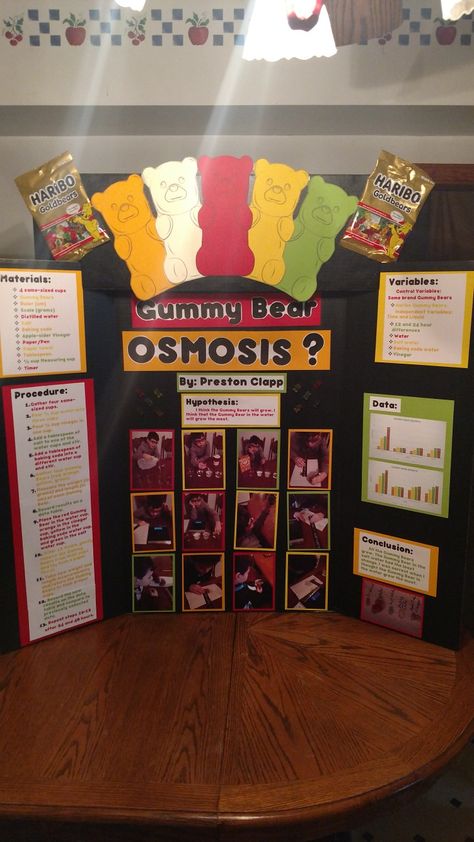 1st Grade Science Fair, Physics Science Fair Projects, Gummy Bear Science Project, Chemistry Science Fair Projects, Gummy Bear Osmosis, Biology Science Fair Projects, Gummy Bear Experiment, 5th Grade Science Projects, Kids Science Fair Projects