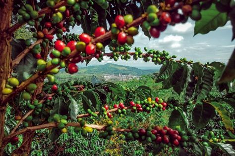 Coffee Plant Photography, Coffee Farm Photography, Coffee Mural, Coffee Farming, Cafe Mural, Coffee Berry, Birds Eating, Jamaican Coffee, Agriculture Photos