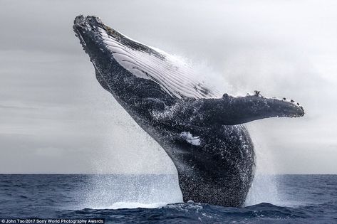 Natural World Photography, Marine Photography, Sony World Photography Awards, Save The Whales, Oceanography, World Photography, Humpback Whale, Photography Awards, Ocean Creatures