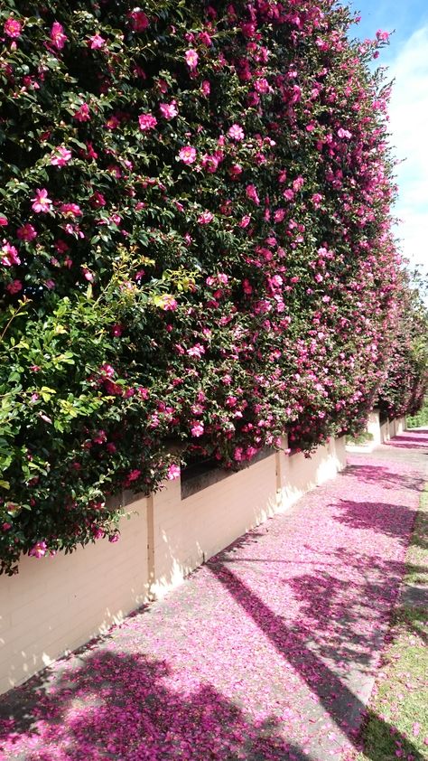 Camellia sasanqua, floral hedge adding a bit of colour to the early cold months. Mosman NSW Camellia Privacy Hedge, Camellia Sasanqua Hedge, Camellia Hedge, Sasanqua Camellia, Floral Hedge, Rose Hedge, Fantasy Farm, Flower Hedge, Camellia Sasanqua