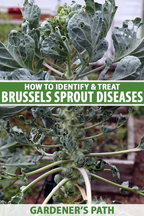 Brussels sprout diseases can range from cosmetic to deadly, and knowing which is which and how to deal with them is key to a successful harvest. Our guide helps you handle the most common diseases, and includes tips on how to avoid them in the first place so you can enjoy your harvest. #brusselssprouts #gardenerspath Harvesting Brussel Sprouts, Brussel Sprout Plant, Natural Bug Killer, How To Kill Gnats, Brussel Spouts, Homemade Bug Spray, Broccoli Plant, Common Diseases, Natural Bug Spray