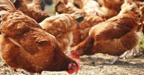 Fattening up chickens is a process in which you change or add onto your bird's… Confinement Food, Chicken Manure, Poultry House, Rhode Island Red, Poultry Feed, Reading Food Labels, Leafy Vegetables, Meal Delivery Service, Big Pharma