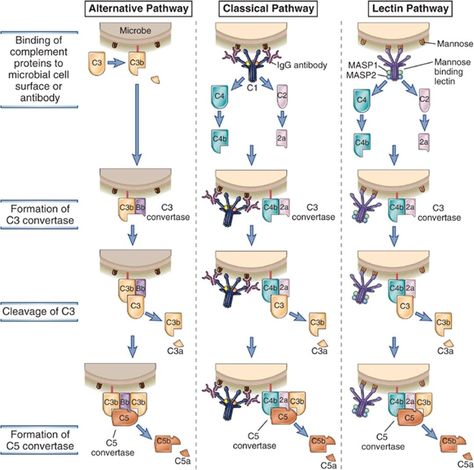 Complement Pathways: Types, Functions and Regulation - Learn Microbiology Online Mcat Study Tips, Complement System, Physician Assistant School, Medical Laboratory Technician, Microbiology Lab, Mcat Study, Biomedical Science, Biology Lessons, Medical School Studying