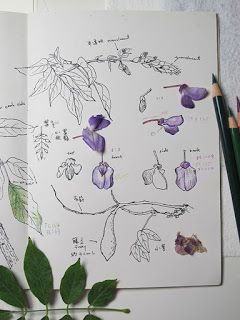 The Backyard Botanist: Last Wisteria of 2015- Wisteria floribunda With Colored Pencils Flower Anatomy, Nature Scrapbook, Biology Art, Flower Drawing Tutorials, Nature Sketch, Wreath Drawing, Pen Art Drawings, Flower Art Drawing, Art Sketches Pencil