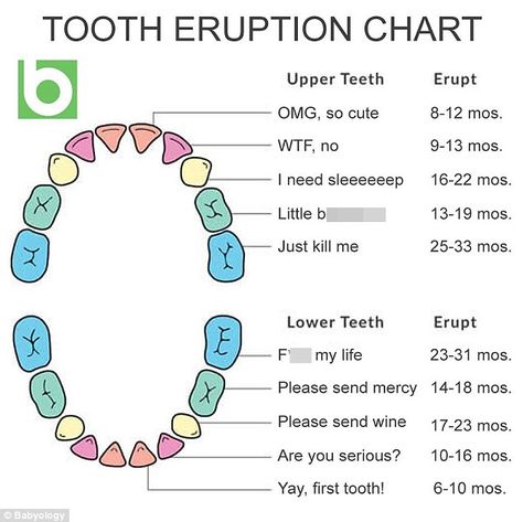 Parents have been sharing a hilarious baby teething chart that comes with helpful annotati... Tooth Eruption Chart, Teeth Eruption Chart, Baby Teething Chart, Baby Tooth Chart, Teething Chart, Teeth Eruption, Baby Chart, Baby Remedies, Teething Toddler