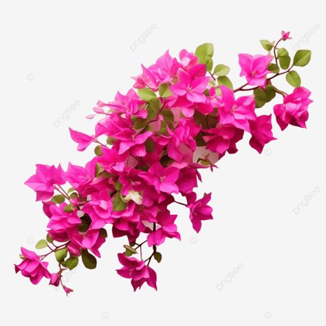 pink bougainvillea plants pink bougainvillea plants bougainvillea plants plants png Png Plants, Pink Bougainvillea, Plant Png, Transparent Image, Bougainvillea, Png Transparent, Fabric Painting, Free Png, Png Image