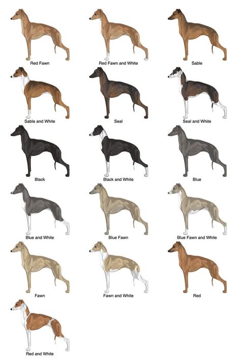 Animal Genetics, Miniature Italian Greyhound, Greyhound Italian, Italian Greyhound Art, Animal Markings, Greyhound Dogs, Italian Greyhound Puppies, Greyhound Puppy, Dog Breed Names