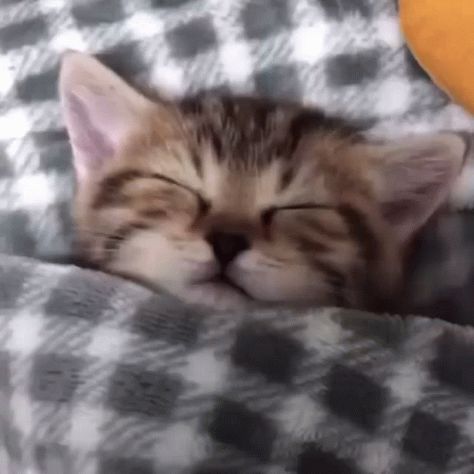 Cat Catto GIF - Cat Catto Sleep - Discover & Share GIFs Sleeping Kitten, Cat Hammock, Kitten Gif, Kitten Pictures, Kittens And Puppies, Charles Darwin, Cat Behavior, Cat Sleeping