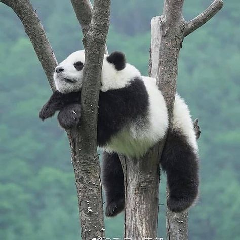 Panda Images, Panda Cute, Baby Panda Bears, Panda Love, Bear Pictures, Cute Animals Images, Bright Smile, Giant Panda, Baby Panda