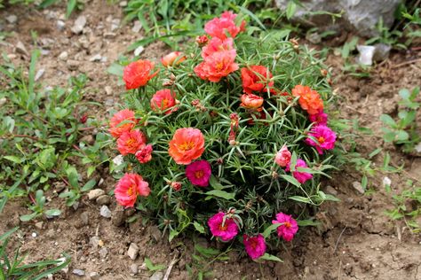 Moss Rose Care Guide: How to Grow Moss Roses - 2022 - MasterClass Heat Tolerant Flowers, Moss Roses, Rose Companion Plants, Portulaca Grandiflora, Rose Plant Care, Water Wise Landscaping, Growing Moss, Flowering Succulents, Moss Rose